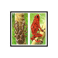 Robber Crab Arrow Poison Frog 1985 #21/22 NM