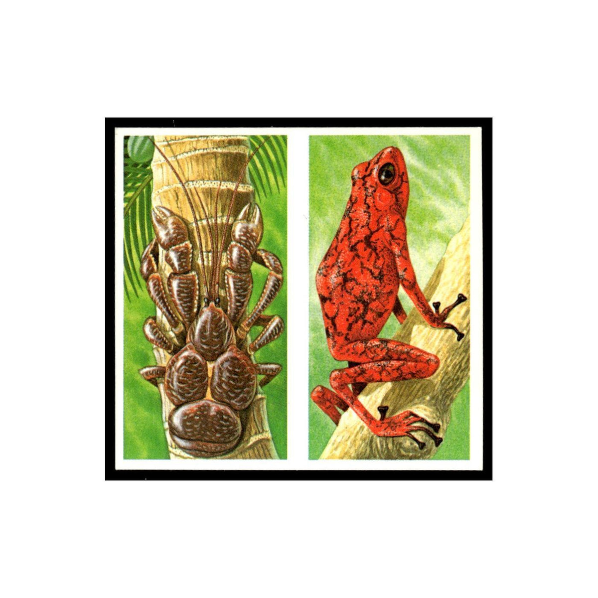 Robber Crab Arrow Poison Frog 1985 #21/22 NM