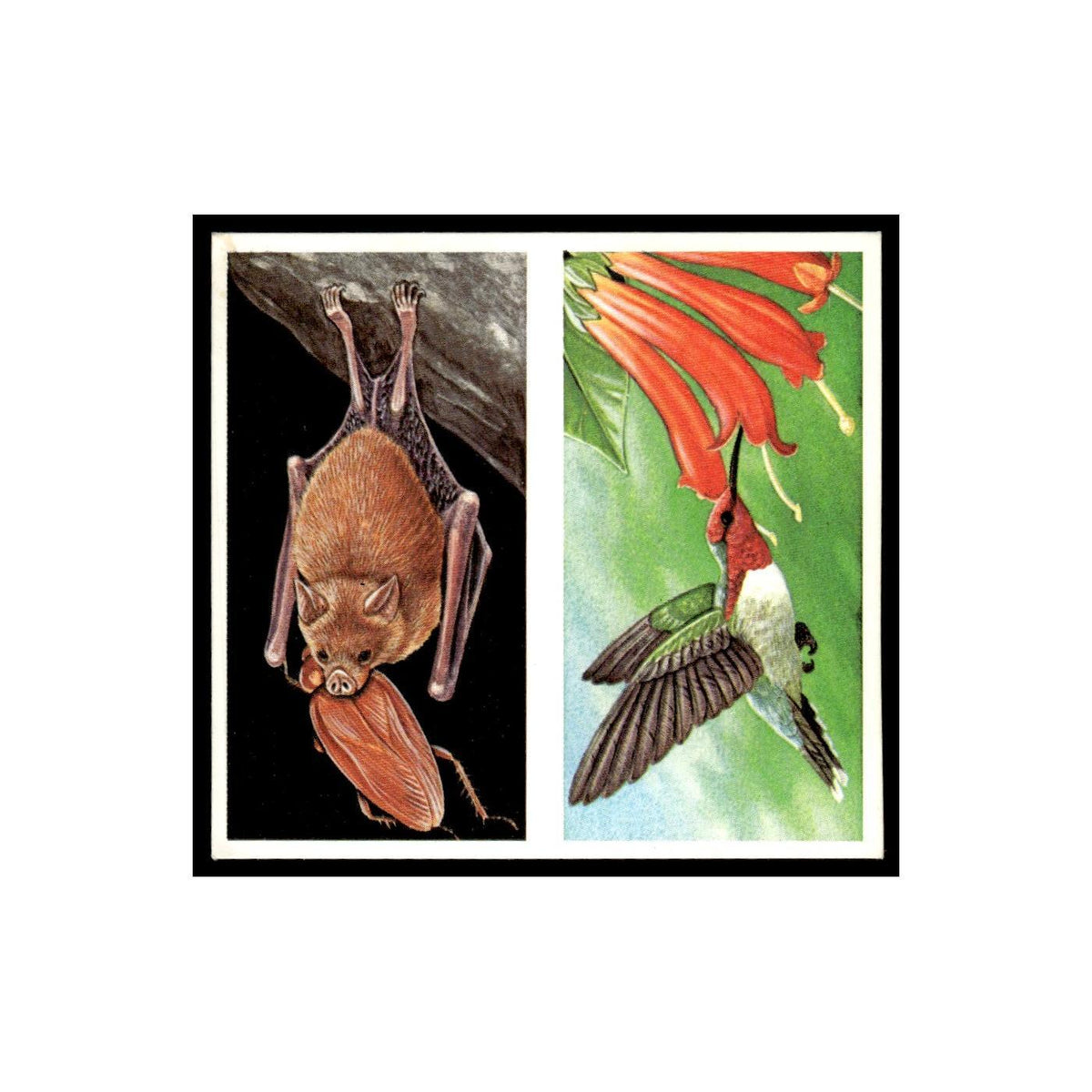 Bumblebee Bat Bee Hummingbird 1985 #37/38 NM