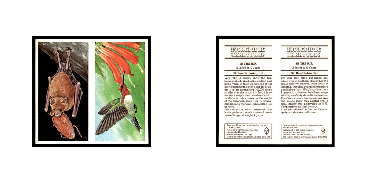 Bumblebee Bat Bee Hummingbird 1985 #37/38 NM