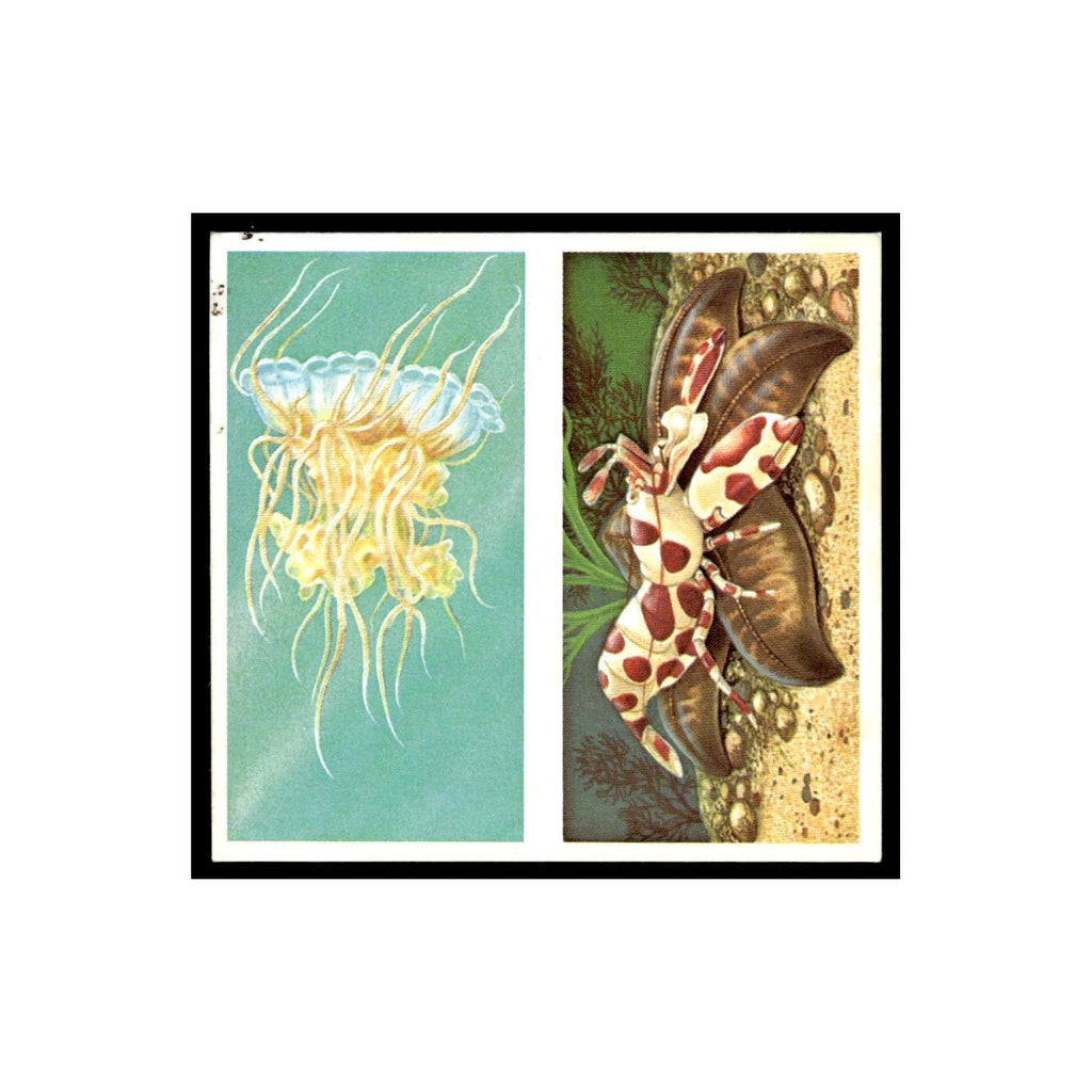 Lion's Mane Jellyfish Clown Shrimp 1985 #17/18 NM