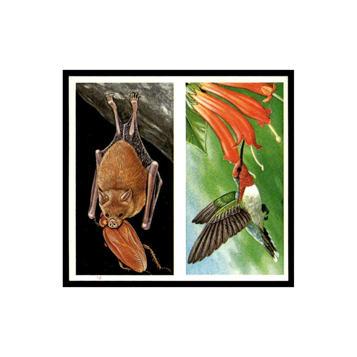 Bumblebee Bat Bee Hummingbird 1985 #37/38 NM