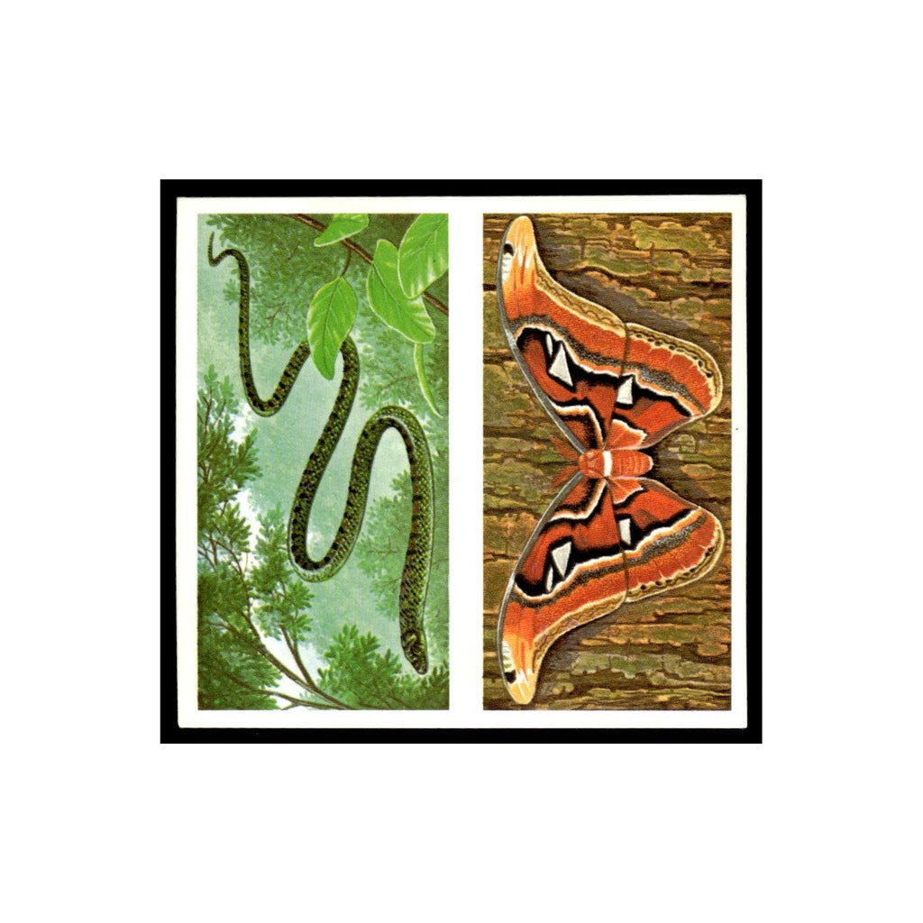 Paradise Tree Snake Atlas Moth 1985 #31/32 NM