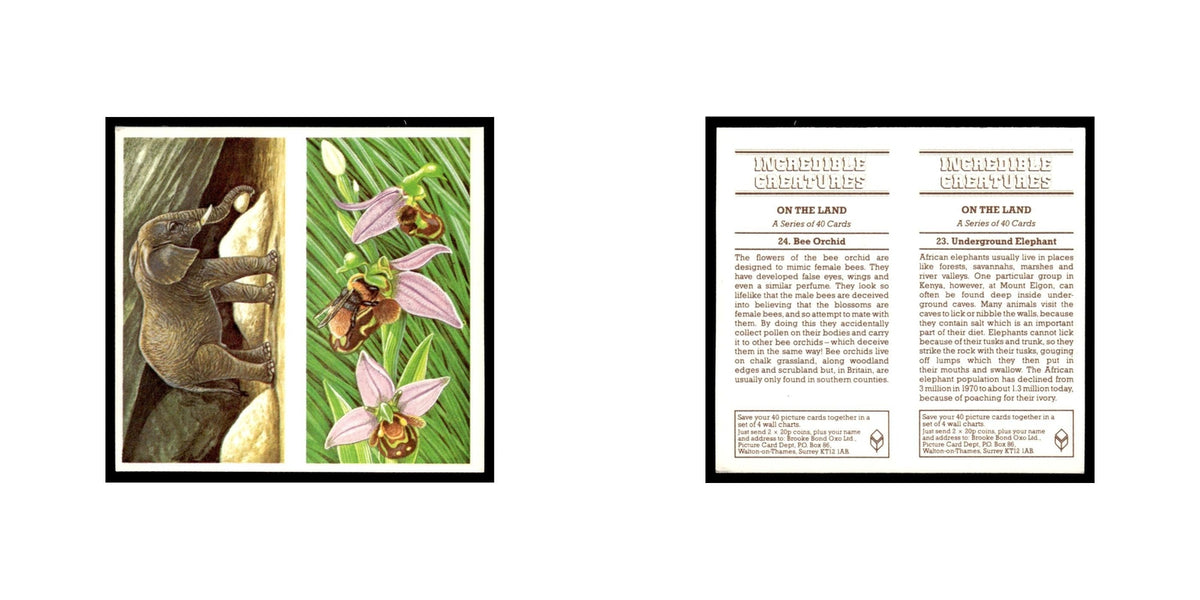 Underground Elephant Bee Orchid 1985 #23/24 NM