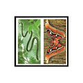Paradise Tree Snake Atlas Moth 1985 #31/32 NM