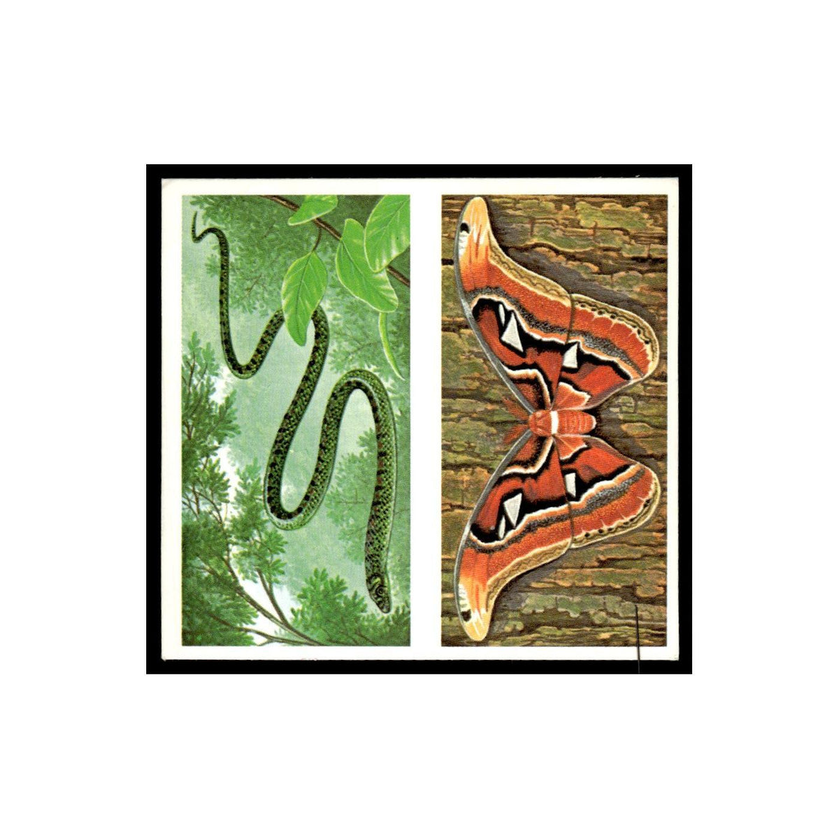 Paradise Tree Snake Atlas Moth 1985 #31/32 NM