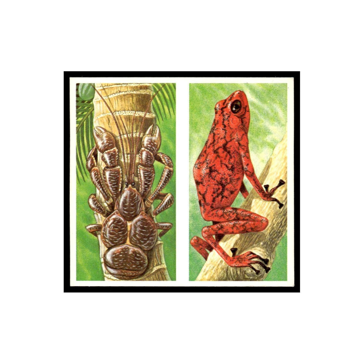 Robber Crab Arrow Poison Frog 1985 #21/22 NM