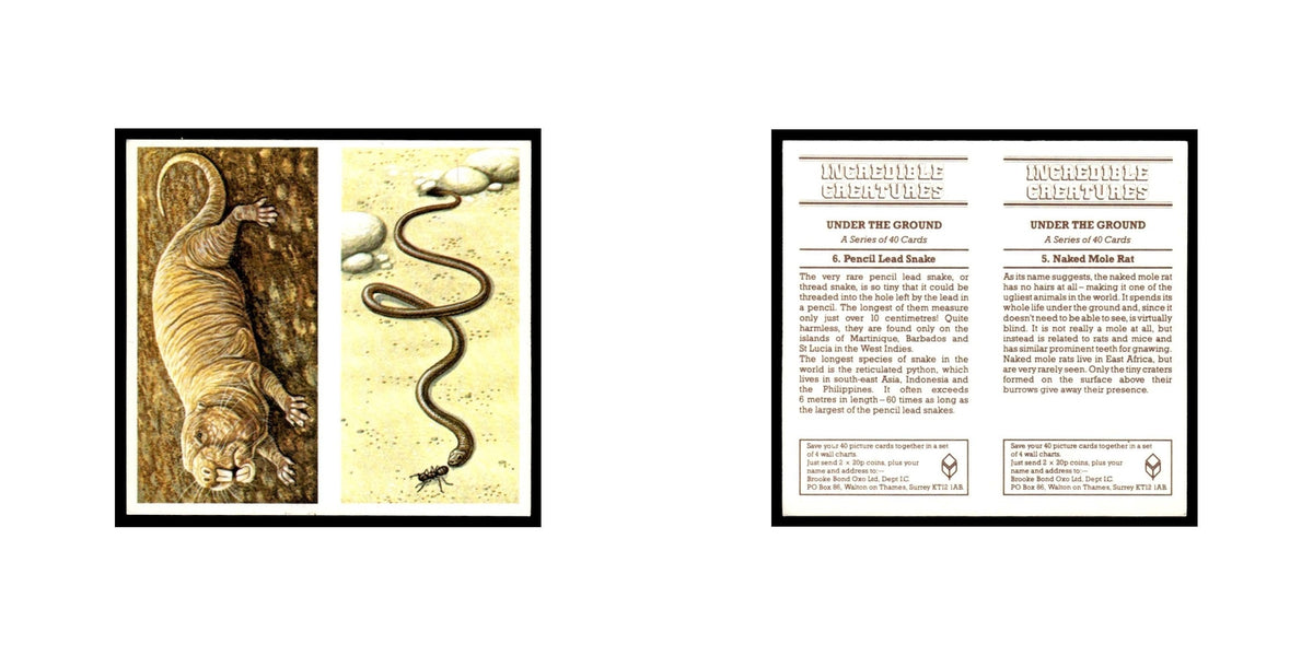 Naked Mole Rat Pencil Lead Snake 1985 #5/6 NM