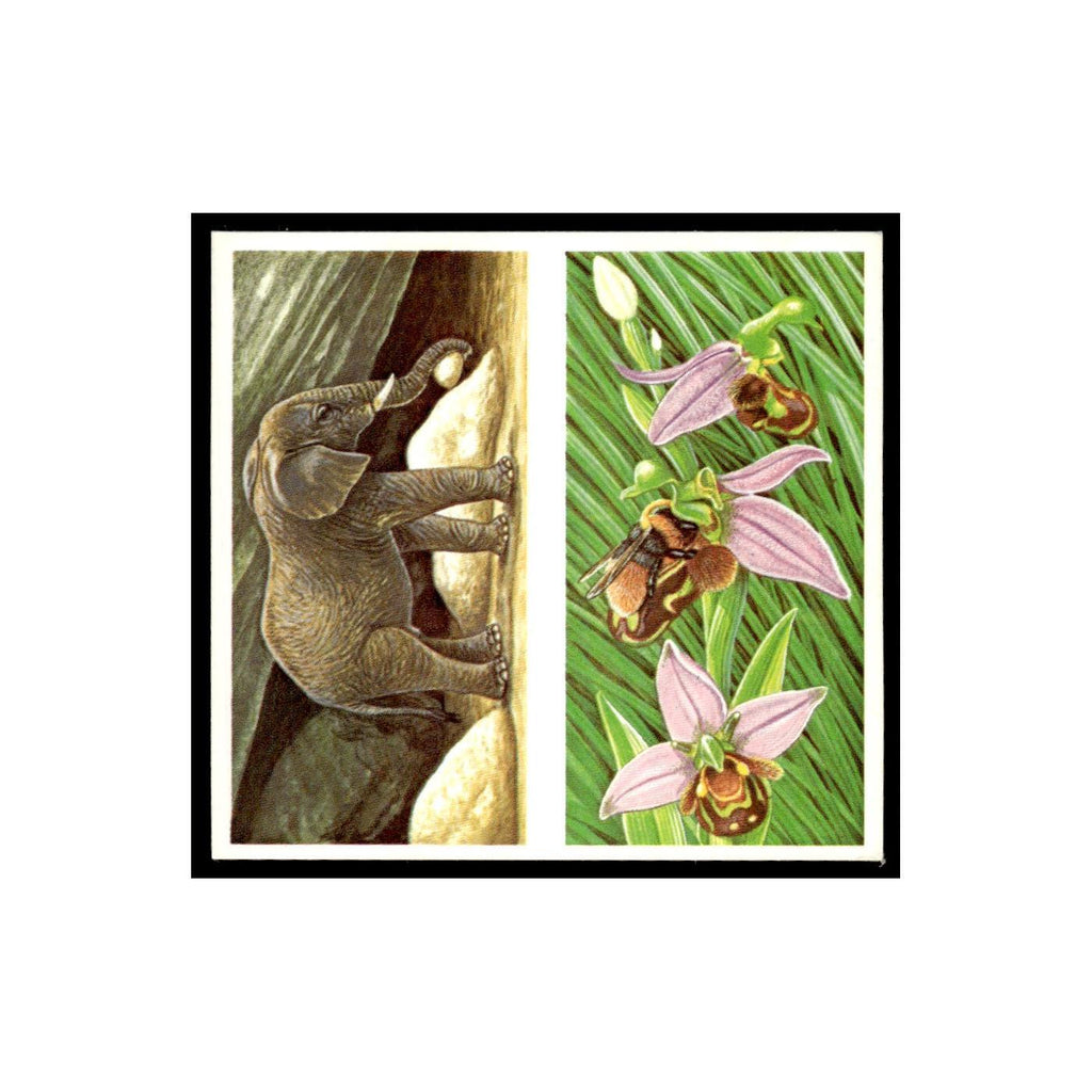 Underground Elephant Bee Orchid 1985 #23/24 NM