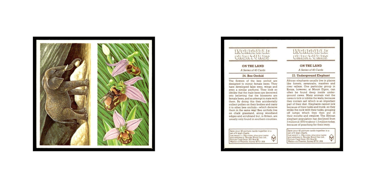 Underground Elephant Bee Orchid 1985 #23/24 NM