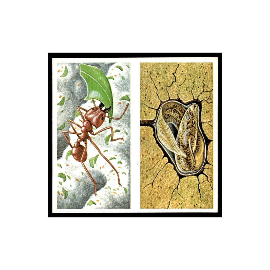 Leaf Cutting Ants Lungfish 1985 #7/8 NM