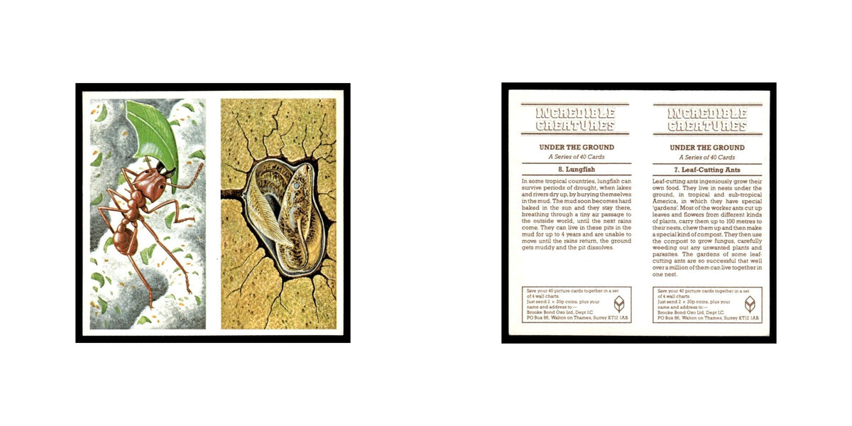 Leaf Cutting Ants Lungfish 1985 #7/8 NM