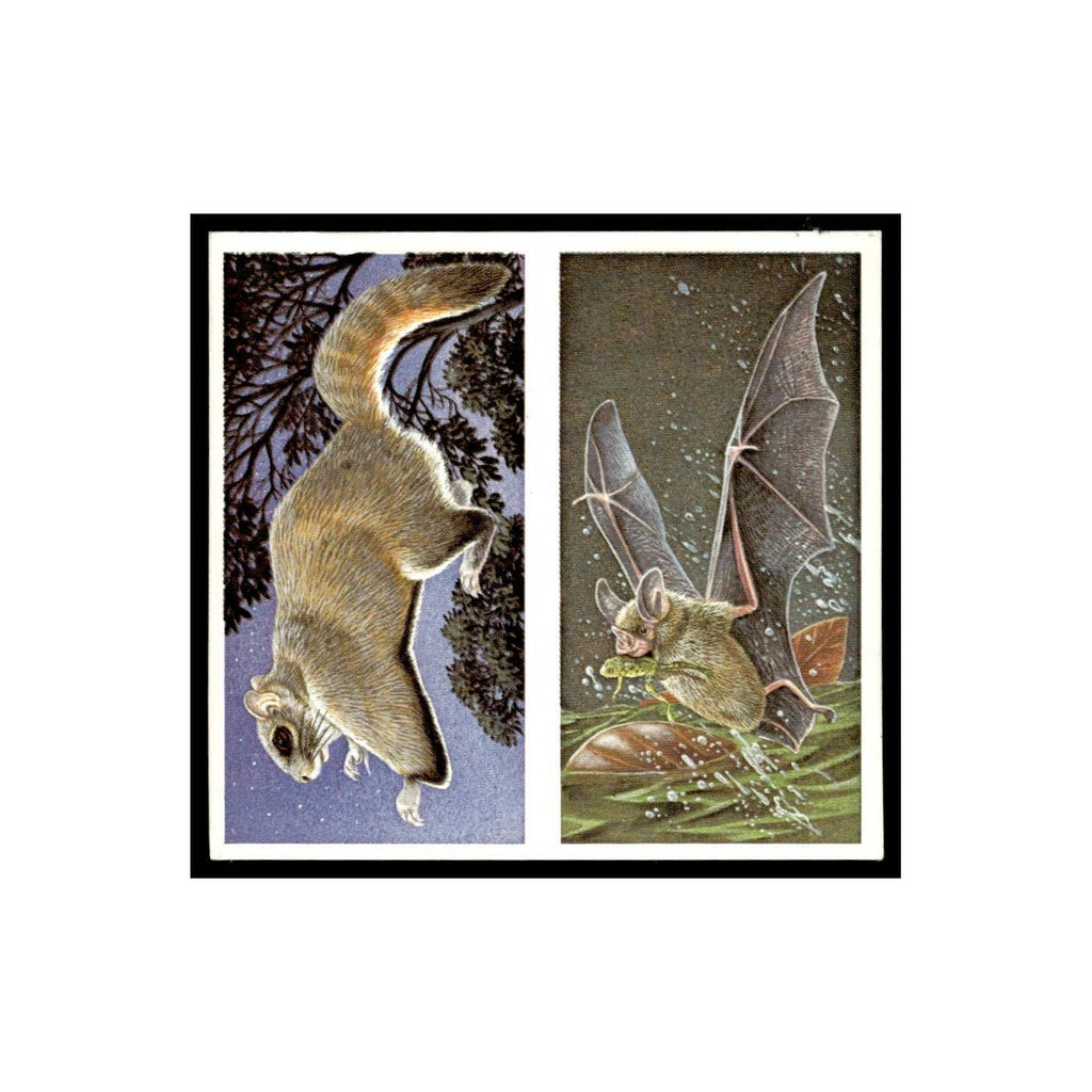 Flying Squirrel Frog Eating Bat 1985 #35/36 NM
