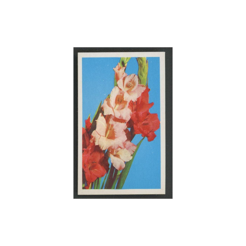 1970 Trucards Flowers Gladiolus #12