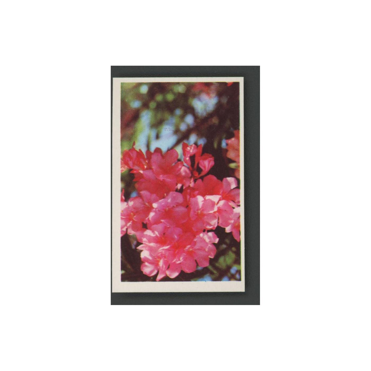 1970 Trucards Flowers Oleander #22