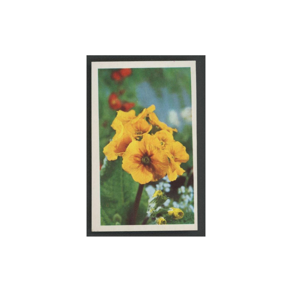 1970 Trucards Flowers Polyanthus (Primula) #30