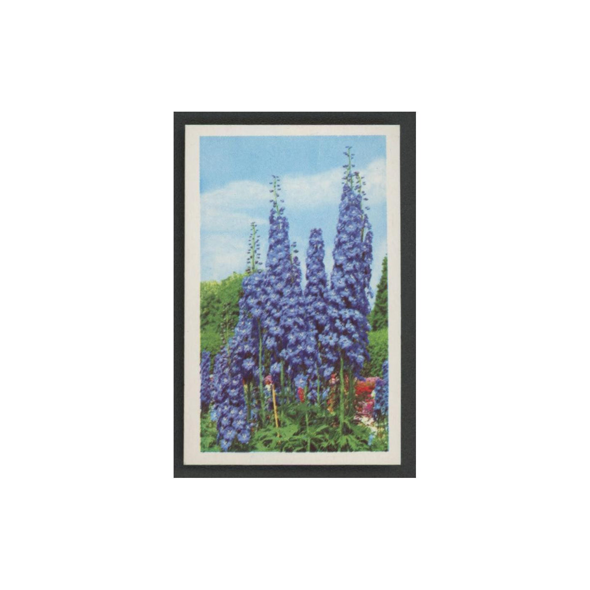 1970 Trucards Flowers Delphinium #27