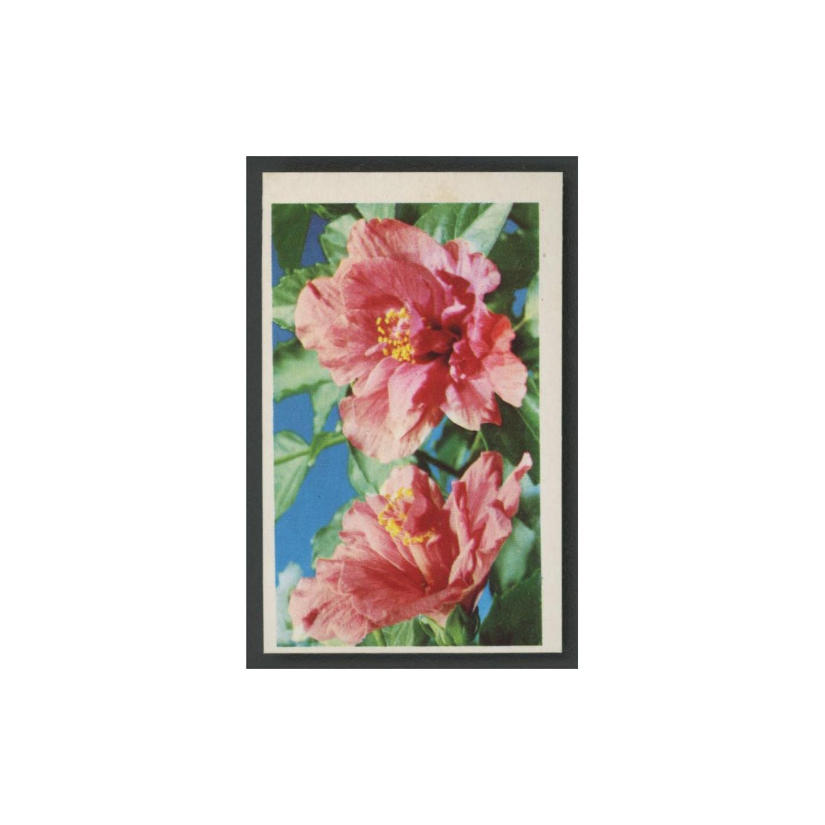 1970 Trucards Flowers Marsh Mallow (hibiscus) #19