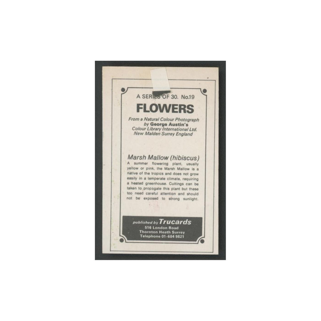 1970 Trucards Flowers Marsh Mallow (hibiscus) #19