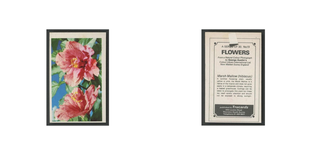 1970 Trucards Flowers Marsh Mallow (hibiscus) #19
