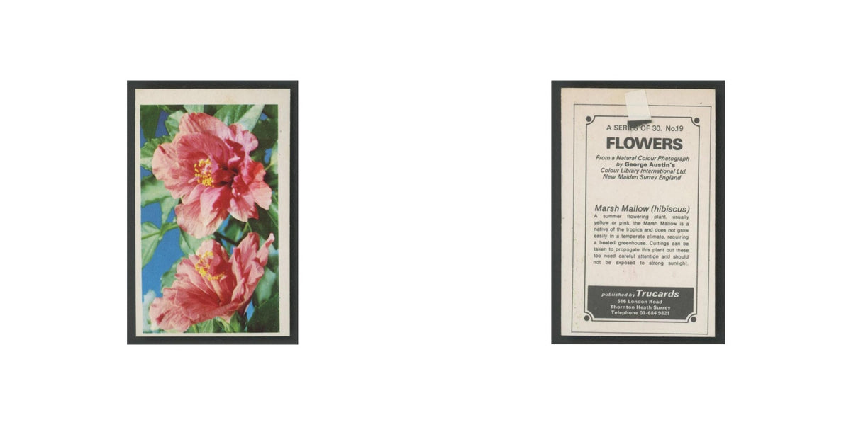1970 Trucards Flowers Marsh Mallow (hibiscus) #19