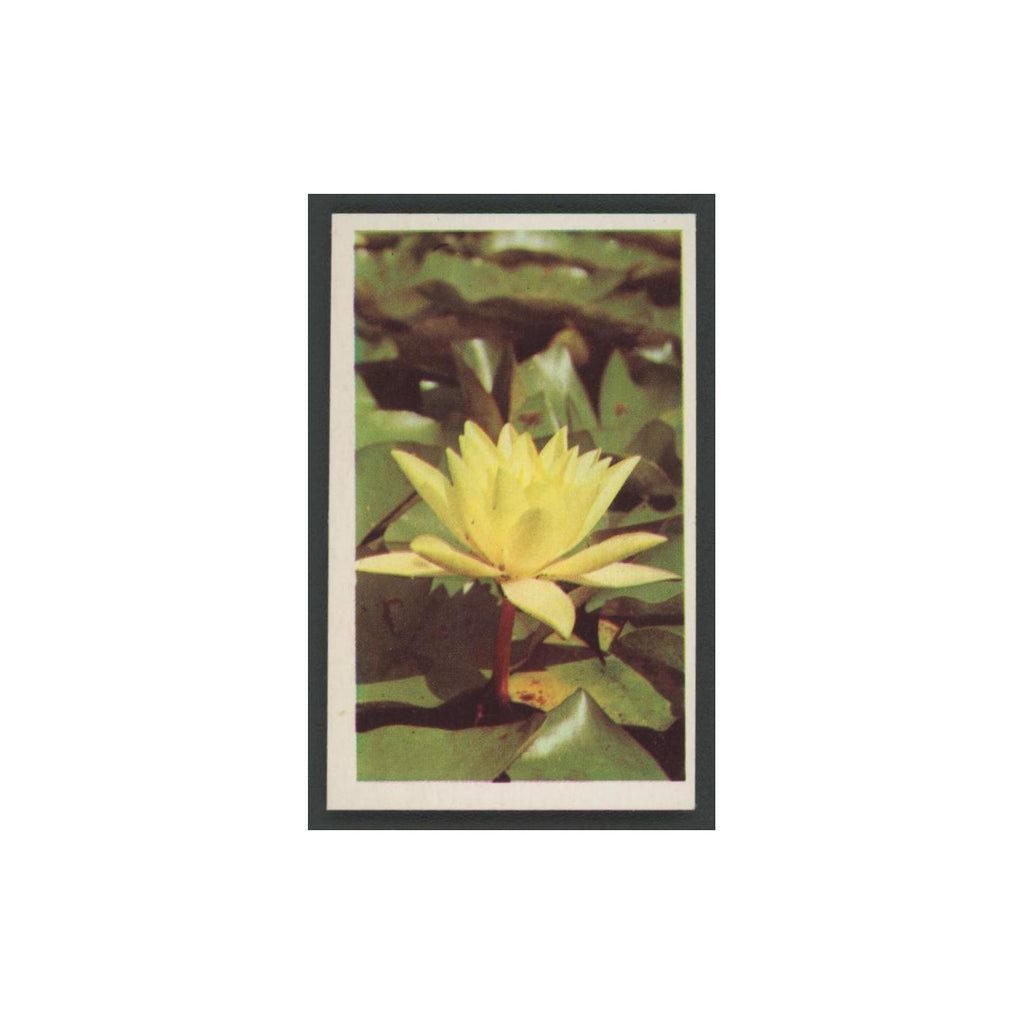 1970 Trucards Flowers Water Lily #3