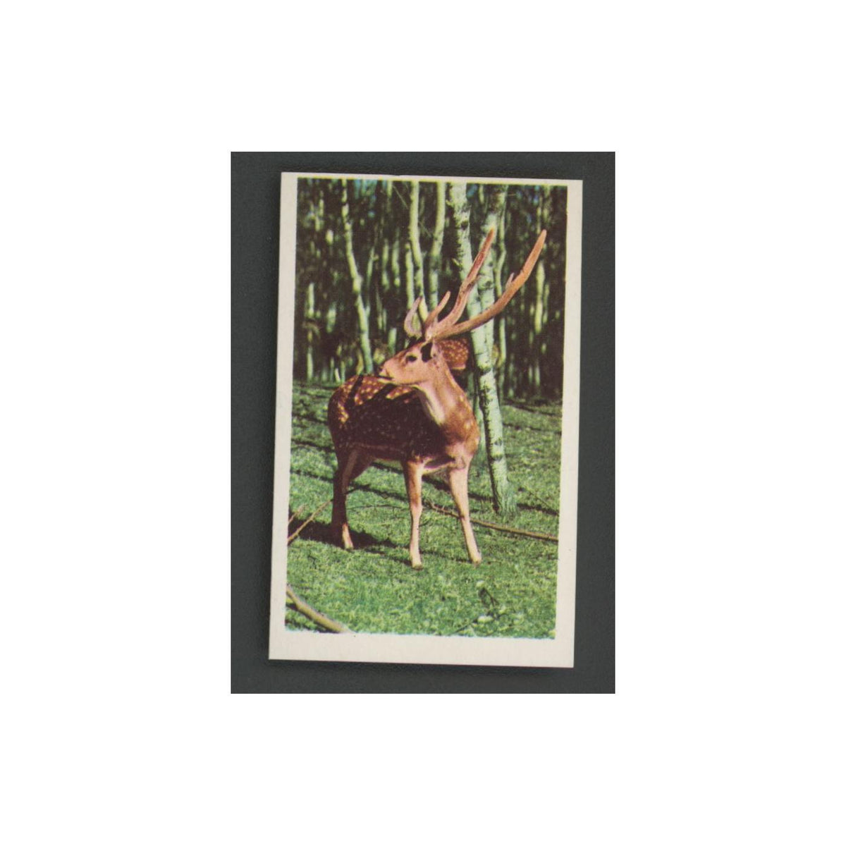 1970 Trucards Animals Axis Deer #24