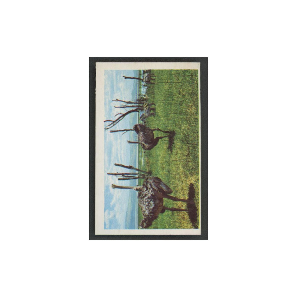 1970 Trucards Animals Masai Ostrich #6