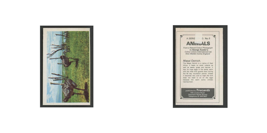 1970 Trucards Animals Masai Ostrich #6