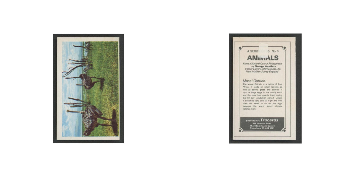 1970 Trucards Animals Masai Ostrich #6