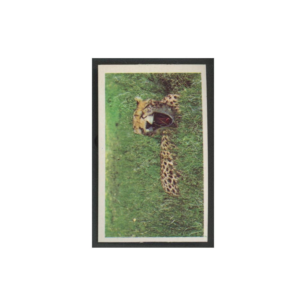 1970 Trucards Animals Cheetah #21