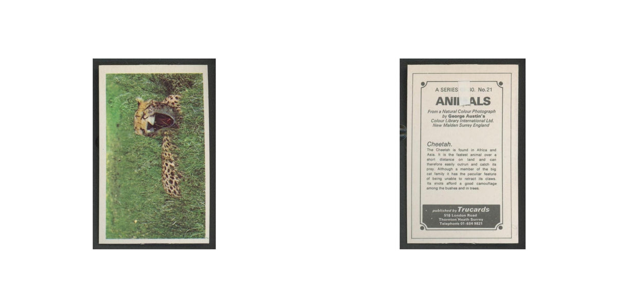 1970 Trucards Animals Cheetah #21