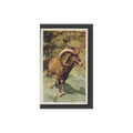 1970 Trucards Animals Big Horn Sheep #1