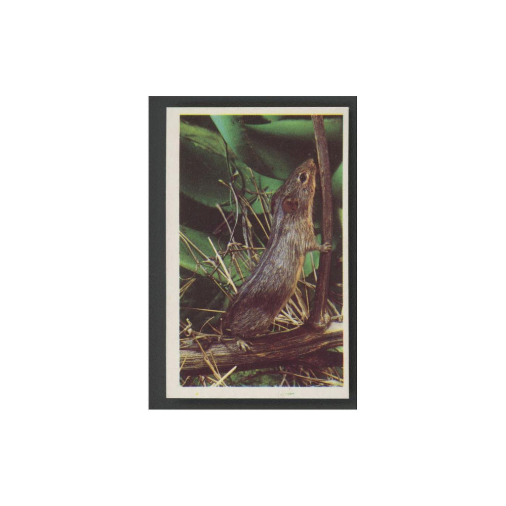 1970 Trucards Animals Cape Striped Field Mouse #10