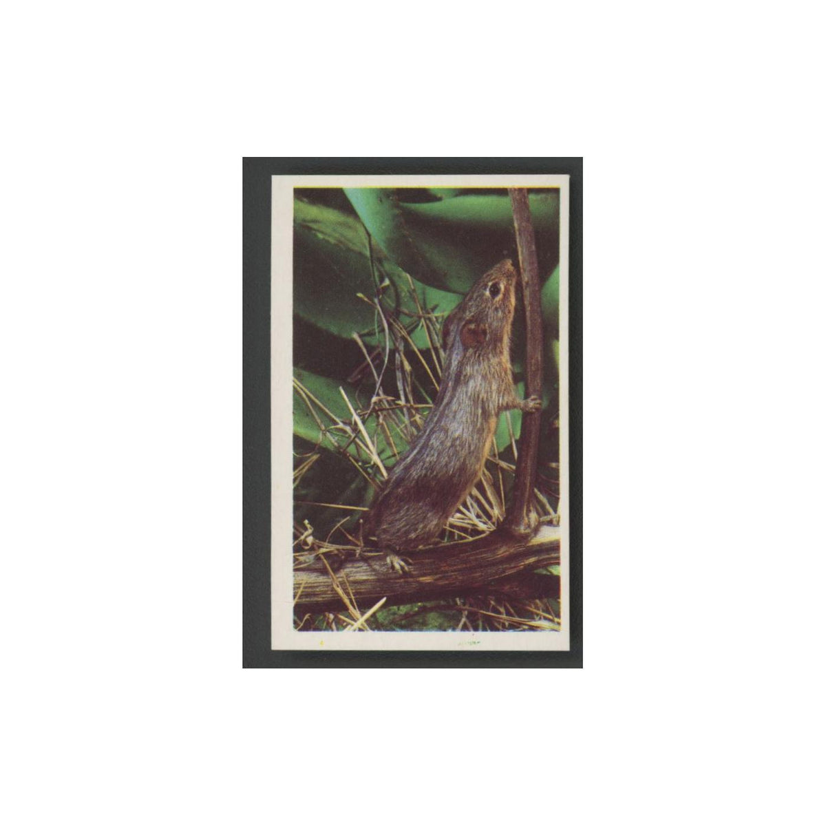 1970 Trucards Animals Cape Striped Field Mouse #10