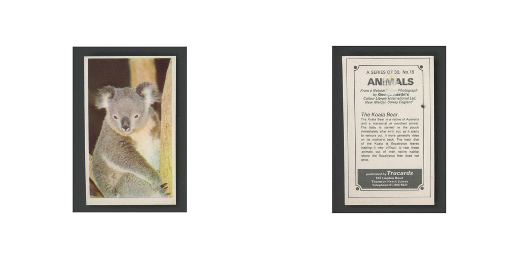 1970 Trucards Animals The Koala Bear #18