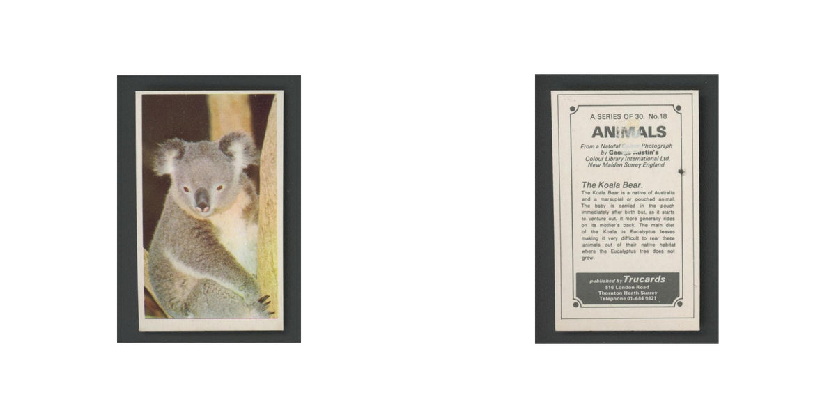 1970 Trucards Animals The Koala Bear #18
