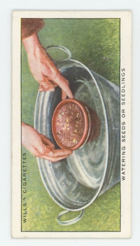 1923 Wills's Cigarettes Garden Hints Watering Seeds of Seedlings #44