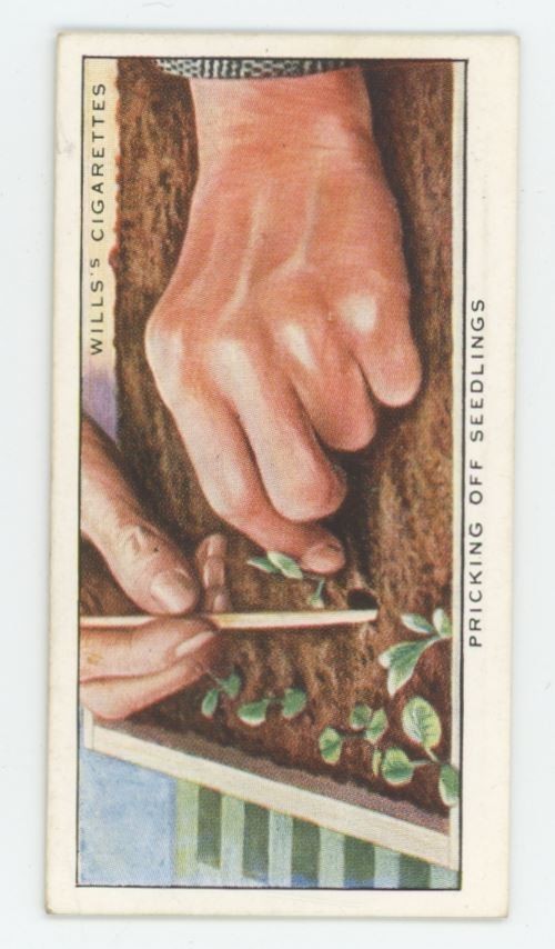 1923 Wills's Cigarettes Garden Hints Pricking Off Seedlings #43