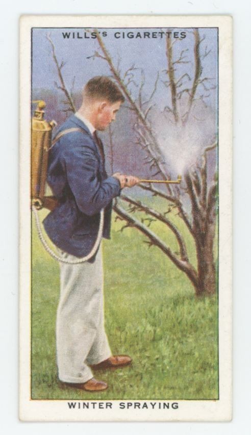 1923 Wills's Cigarettes Garden Hints Winter Spraying #40
