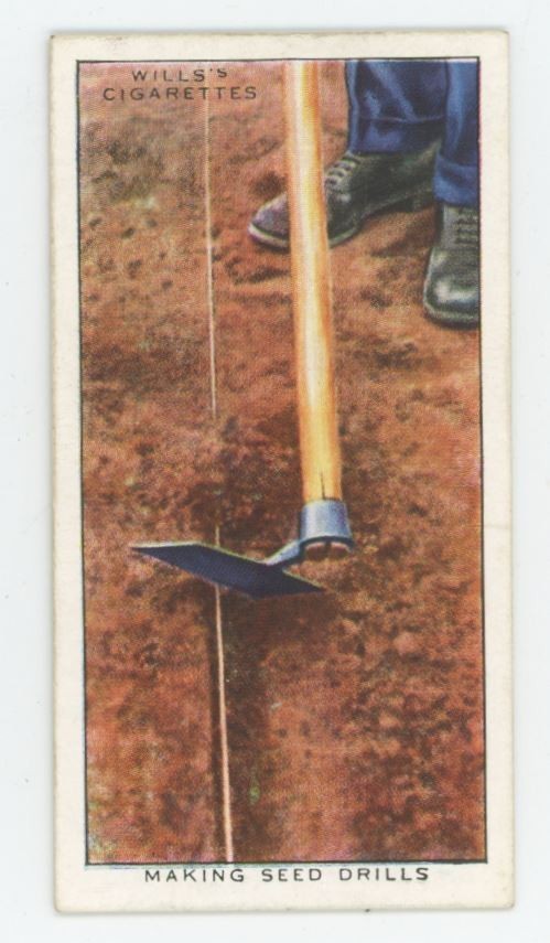 1923 Wills's Cigarettes Garden Hints Making Seed Drills #15