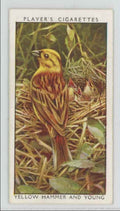 1937 Player's Cigarettes Tobacco Card Yellow Hammer Wild Birds #50