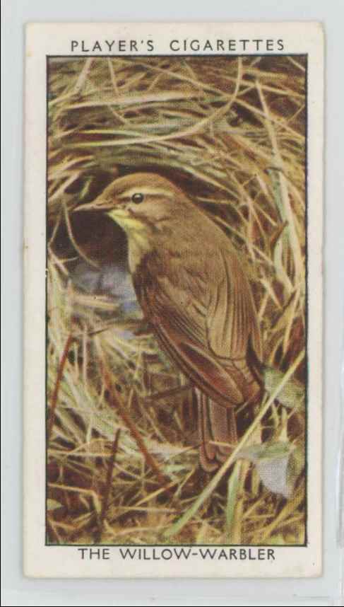 1937 Player's Cigarettes Tobacco Card Willow-Warbler Wild Birds #45