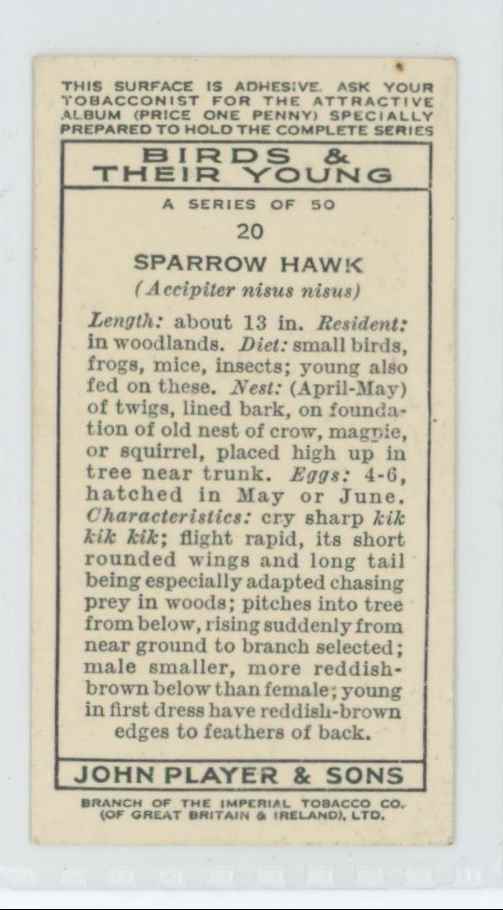 1937 Player's Cigarettes Tobacco Card Sparrow Hawk (F) Birds & Their Young #20