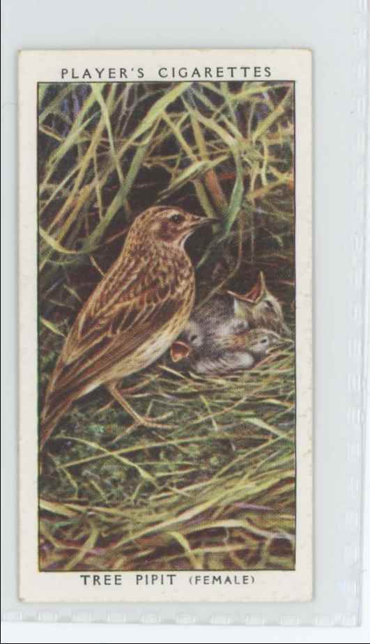 1937 Player's Cigarettes Tobacco Card Tree Pipit (F) Birds & Their Young #30