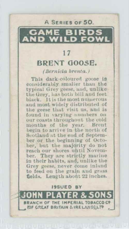 1927 Player's Cigarettes Tobacco Card Brent Goose Game Birds Water Fowl #17