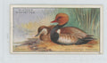 1927 Player's Cigarettes Tobacco Card Red-Crested Pochard Game Birds Water Fowl