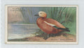 1927 Player's Cigarettes Tobacco Card Ruddy Sheldrake Game Birds Water Fowl #40