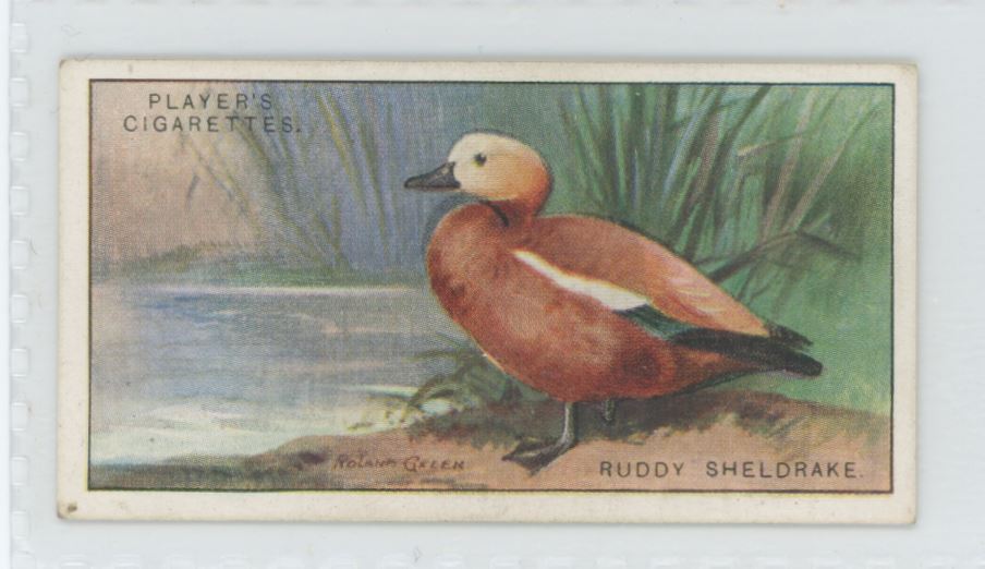 1927 Player's Cigarettes Tobacco Card Ruddy Sheldrake Game Birds Water Fowl #40