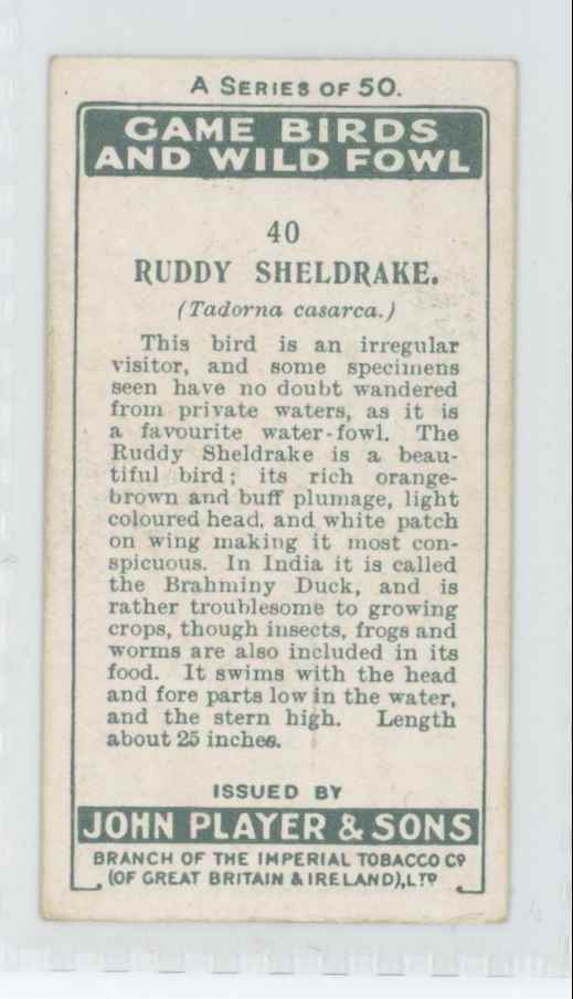 1927 Player's Cigarettes Tobacco Card Ruddy Sheldrake Game Birds Water Fowl #40